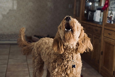 dresseur canin 64