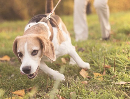 🐾 Pourquoi mon chien tire en laisse ? (et comment y remédier)
