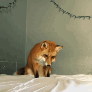 26ae52ac9c56421dbffe25347dd7ab0f.gif