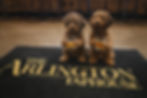 Puppies and whiskey