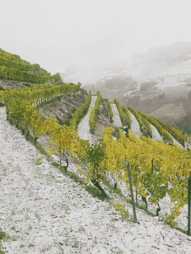Viticultura heroica Martinez Parrondo DOP Cangas