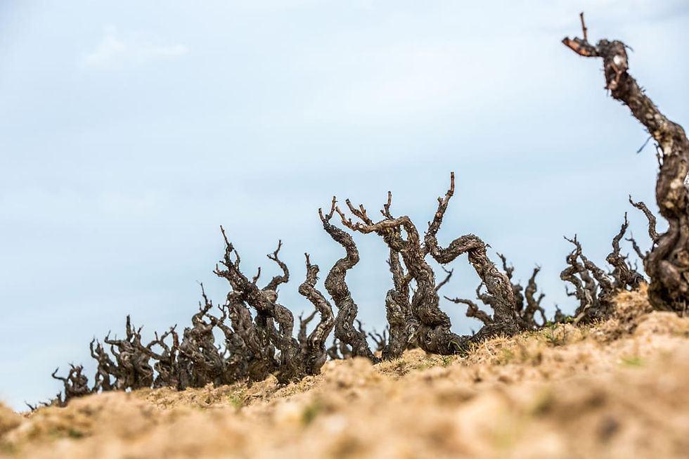 Viñedos viejos en vaso de Viña Sastre