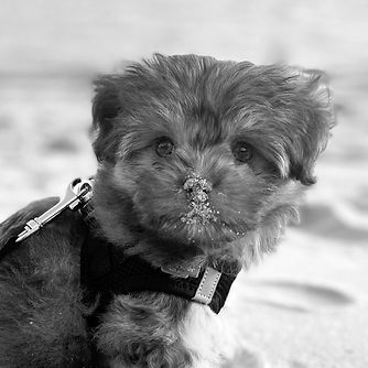 IMG_E1356-grayscale-optimize_ow17ntnd_1.jpeg