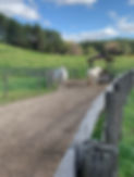 IMG_6712.jpeg