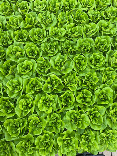 Green Bibb Beautiful .jpeg