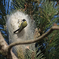 mésange.jpg