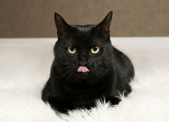 Eine schwarze Katze liegt auf weißem Fell und streckt frech die Zunge heraus. Studioaufnahme mit warmem Hintergrund.