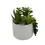 Thumbnail: Faux Succulents