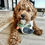 Thumbnail: Spoiled Pup ~ Dog Toy BOXX