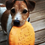 Thumbnail: Molly Moo ~ Dog BOXX
