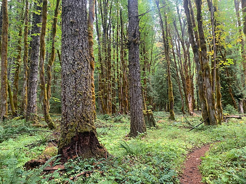 Maple forest.jpg
