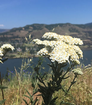 Yarrow.JPG