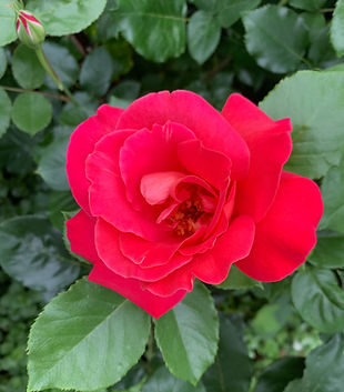 Rose.jpg