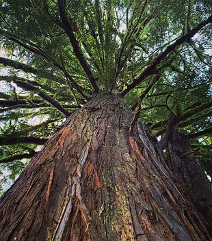 Red Cedar.JPG