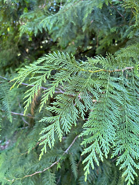 Red Cedar Leaves.jpg