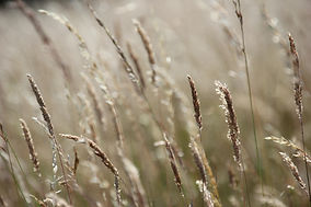 grass-7288141_1280.jpg