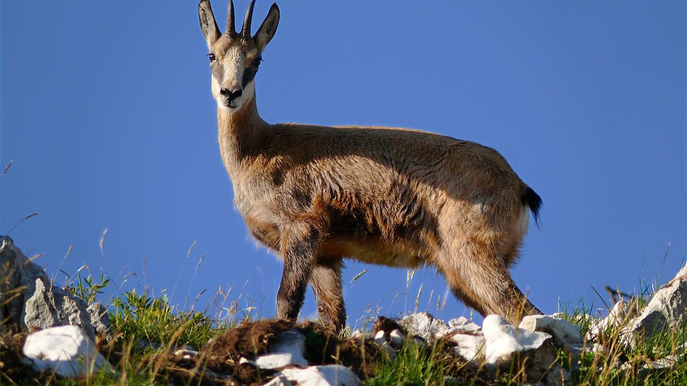 Le Chamois et l'Isard symbolisme