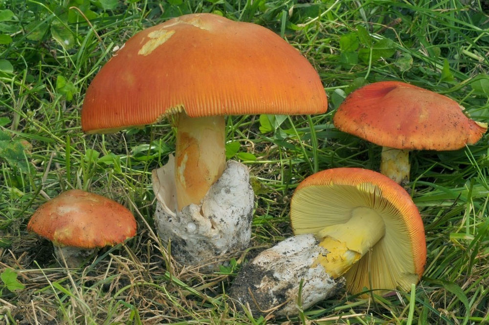 L'Amanite des césars symbolisme