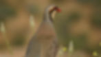 ree
