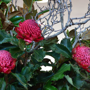 Le Waratah