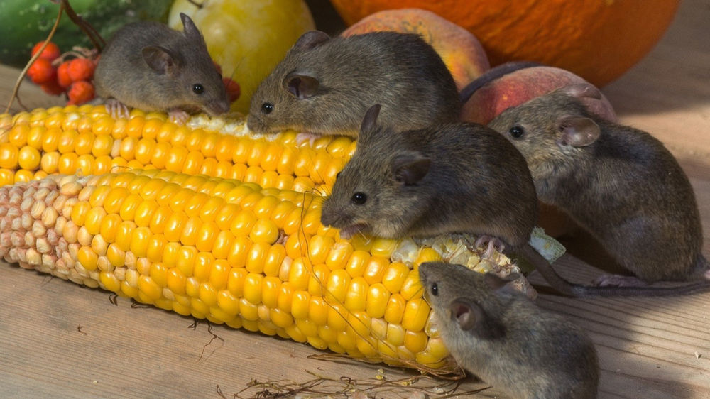 La Souris symbolisme