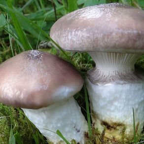 Les Gomphides