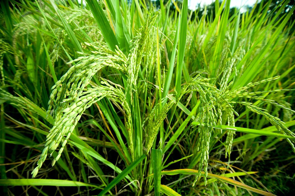 Riz