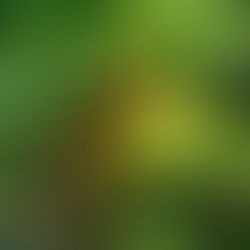 La Grenouille (suite)