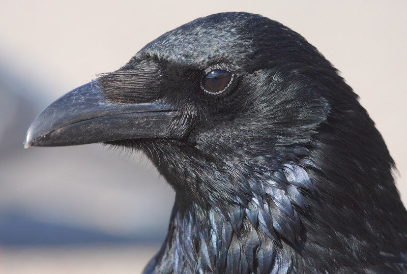 La Corneille symbolisme