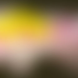 Résistance de la pâquerette