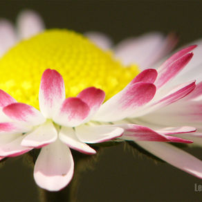 Résistance de la pâquerette