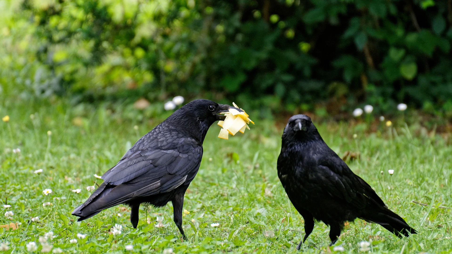 Le Corbeau Symbolisme