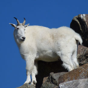 La Chèvre des montagnes