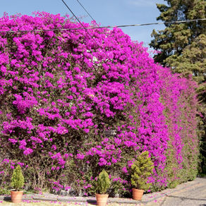 La Bougainvillée