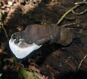 La Xylaire polymorphe