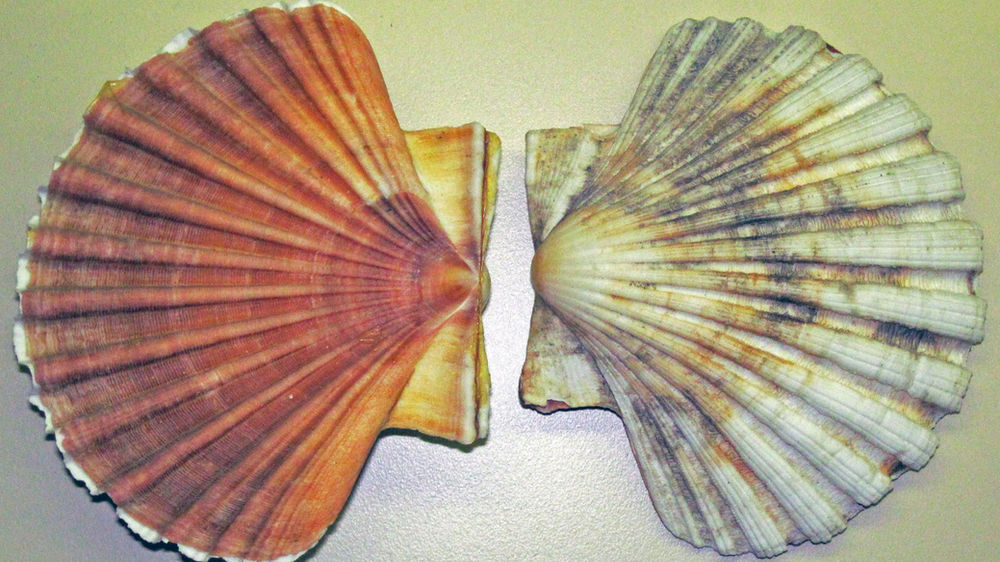 La coquille SaintJacques symbolisme