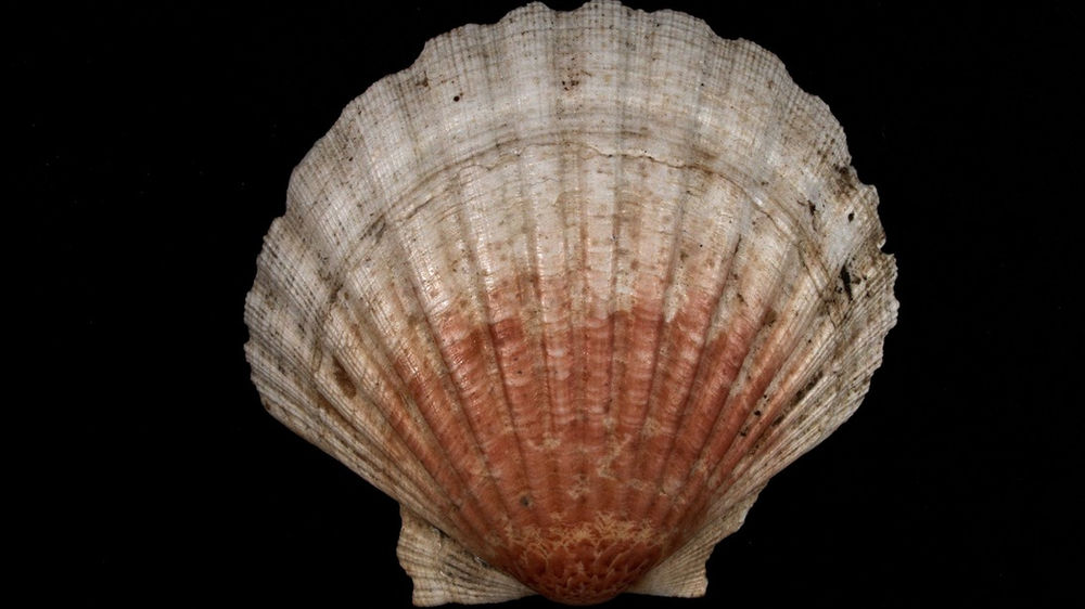 La coquille SaintJacques symbolisme