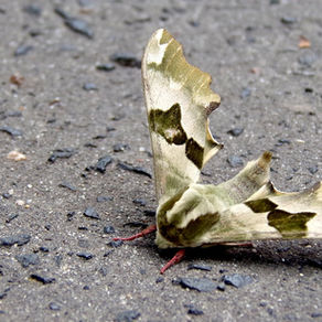 Les Papillons de nuit