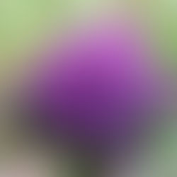 Le Corail violet des bois