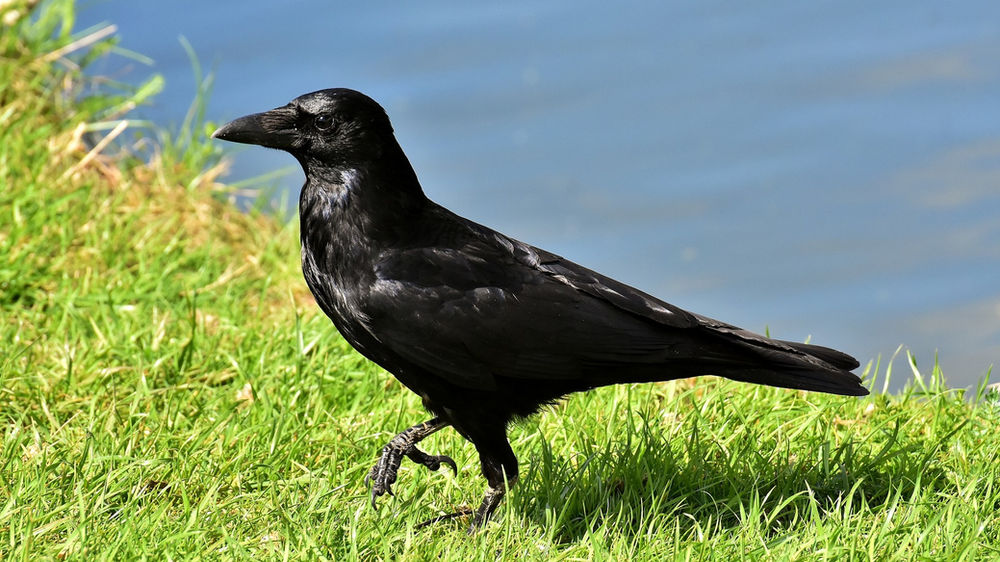 La Corneille symbolisme