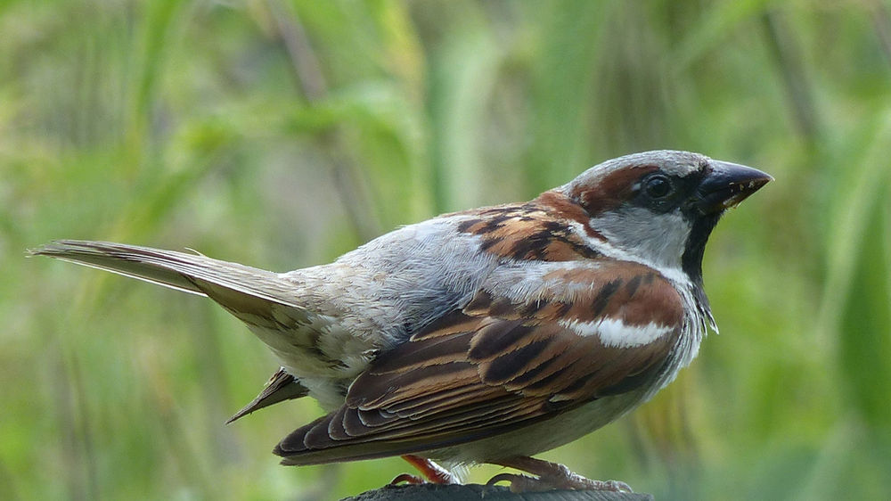 Le Moineau Symbolisme