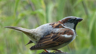 Le Moineau Symbolisme