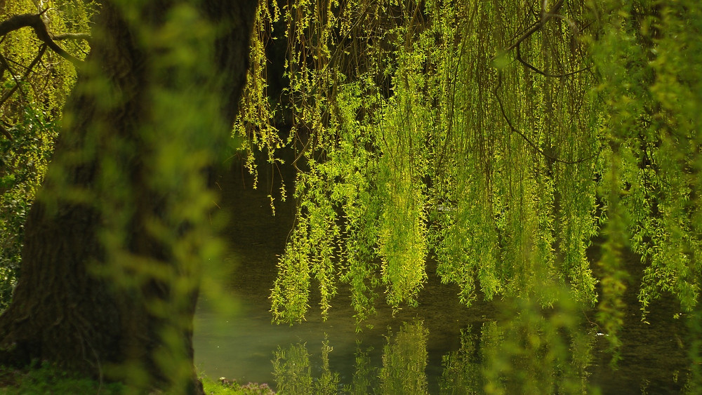 Là Où Les Saules Ne Pleurent Pas Le Saule pleureur