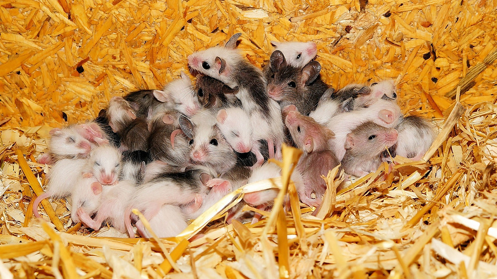 La Souris Symbolisme