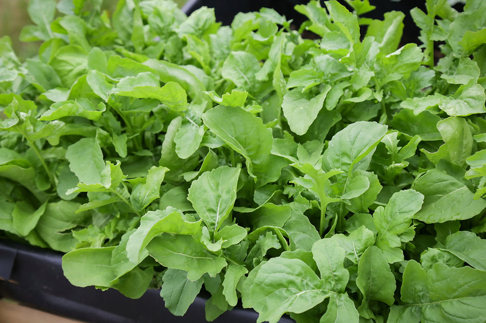 Roquette