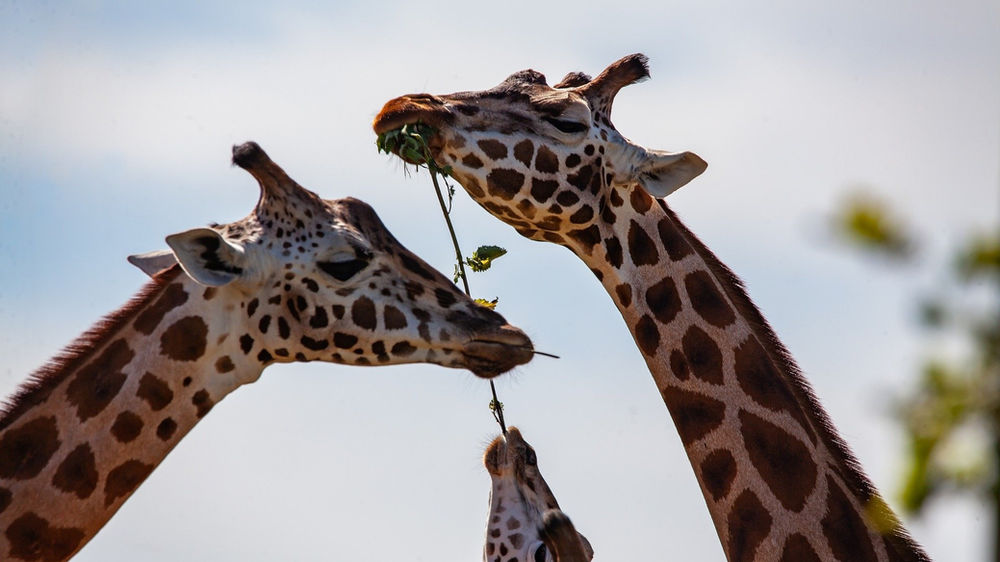 Pourquoi Les Girafes Ont La Langue Bleue La Girafe symbolisme