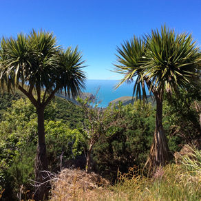 La Cordyline