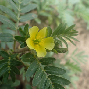 Le Tribule terrestre
