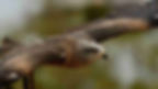 ree