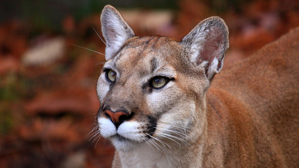 Le Puma symbolisme